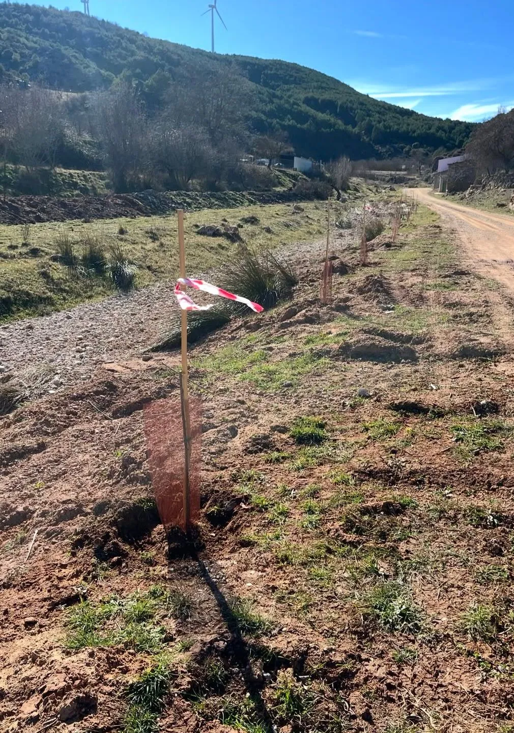 Plantación con protectores en una ladera restaurada